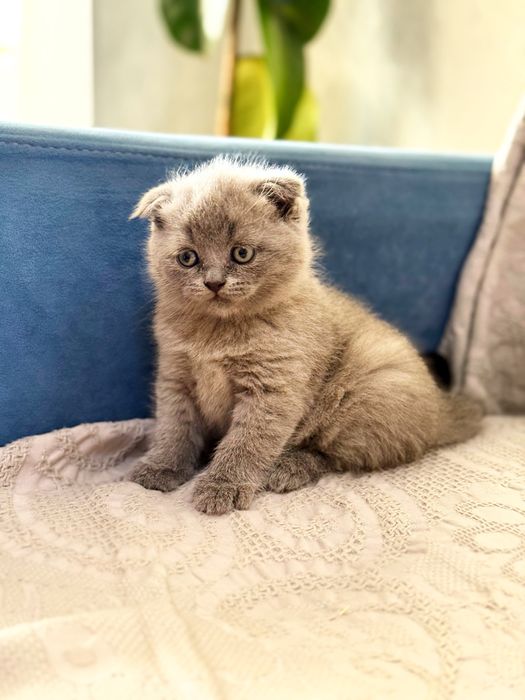 Продаются котята - шотландской породы