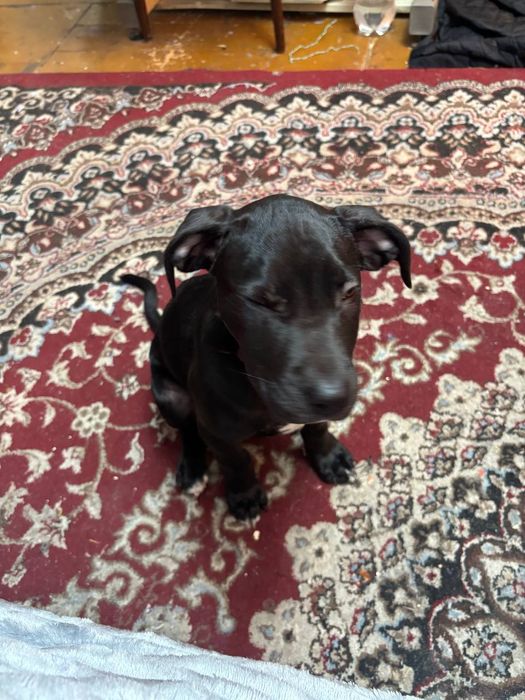 Продам американский питдбуль девочка