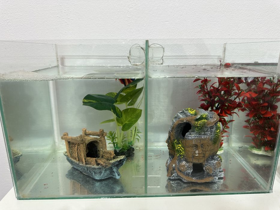 Pesti betta rari : koi,nemo,plakat.veiltail,shortfin,marble,halfmoon