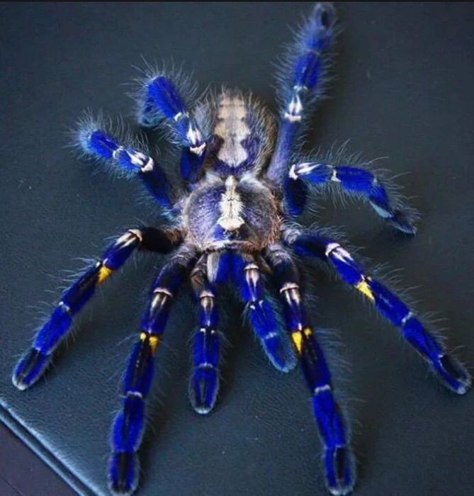 Poecilotheria metallica паук птицеед Lasiodora parahybana паук птицеед