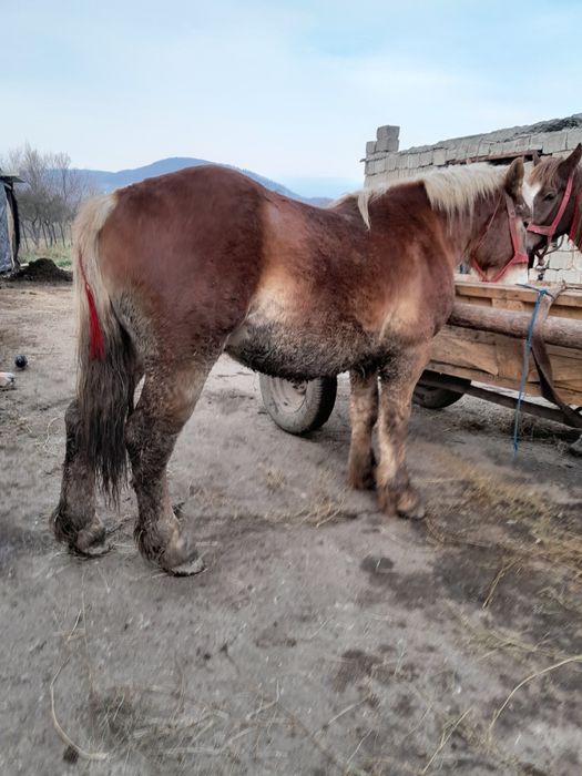 Vâd manz de un an și 5 luni