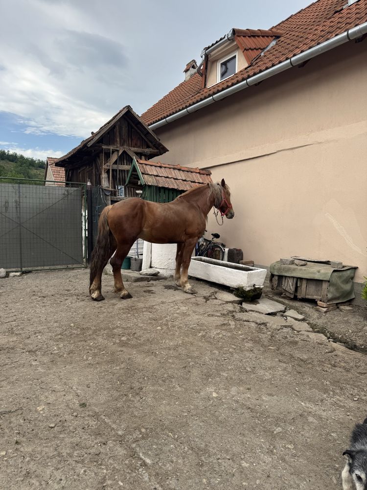 Armasar  3 ani jumate , cumite judetul Alba comuna Cenade