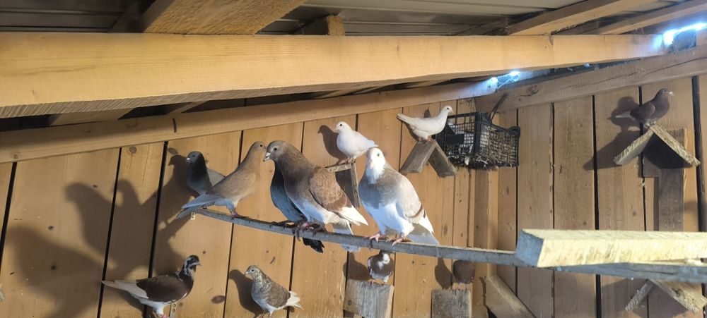 Porumbei voiajori 2025