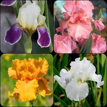 Големи луковици на четири цветя Ириз