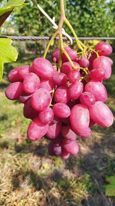 Dinka vita de vie