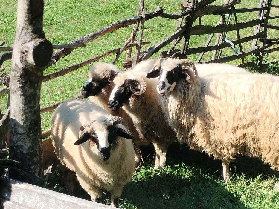 Trei oi și un berbec