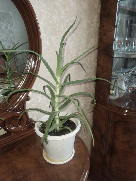 Продам цветы договоная