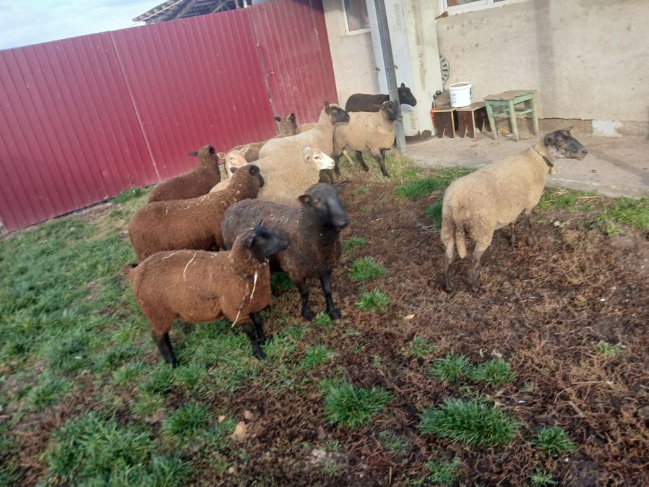 Vand sau schimb 10 oi de carne