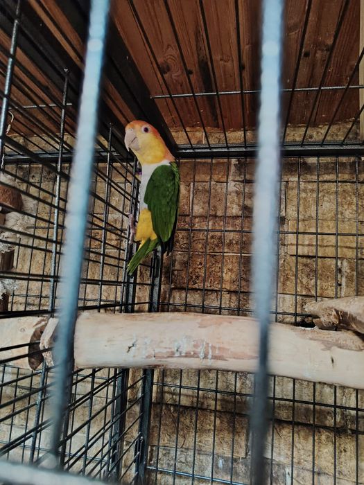 Papagali caique maturi