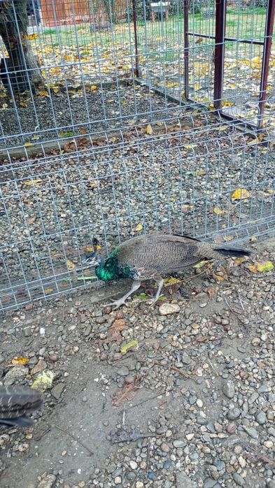 Schimb mascul arlechin