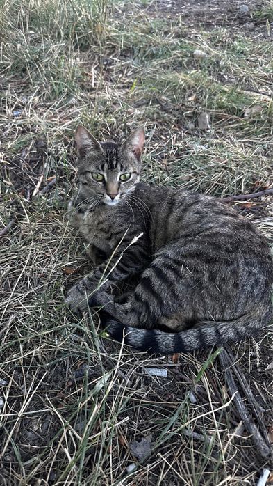 Кошечка стерилизованная