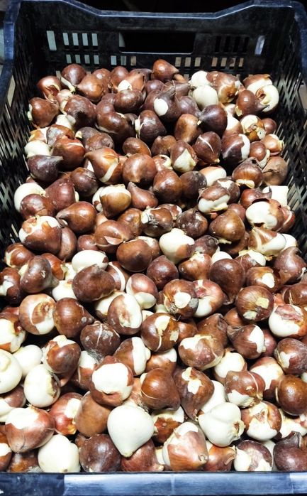 Луковицы тюльпанов голландские