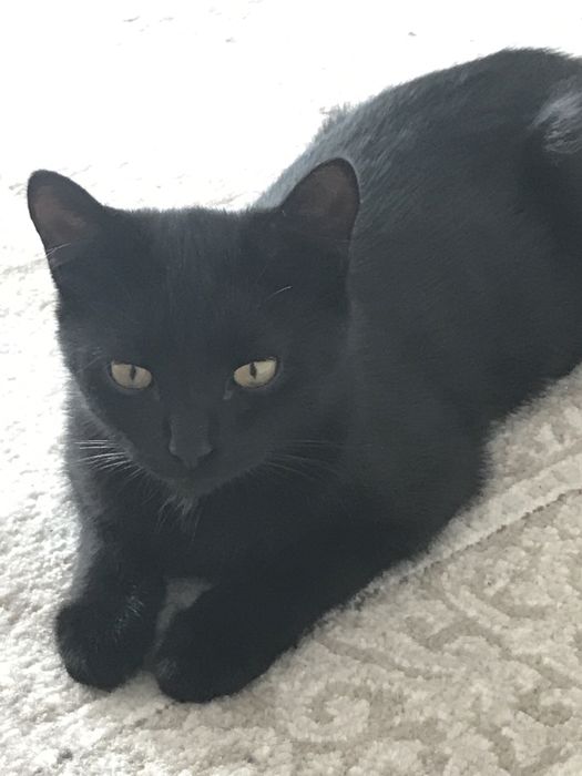 Отдам бесплатно в добрые руки