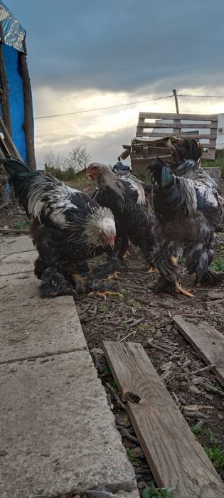 Cocosi Australorp, Brahma, Cochinchina