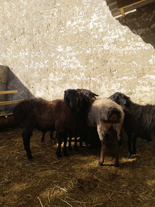 Кучкорлар сотилади