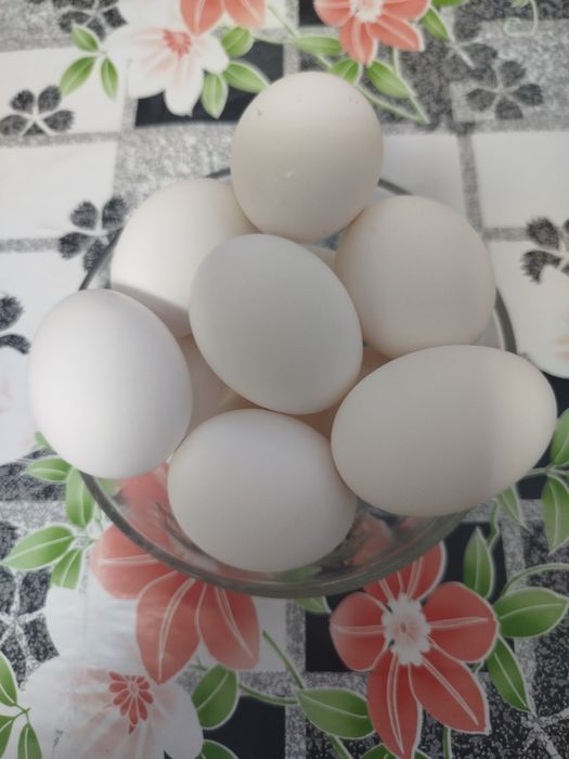 Домашние куриные яйца