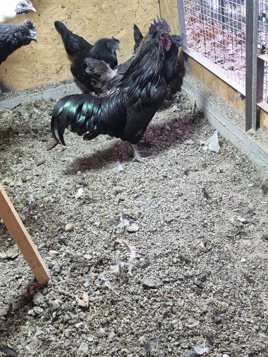 Ухейл кора хуроз