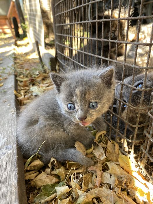 Отдаю котят бесплатно