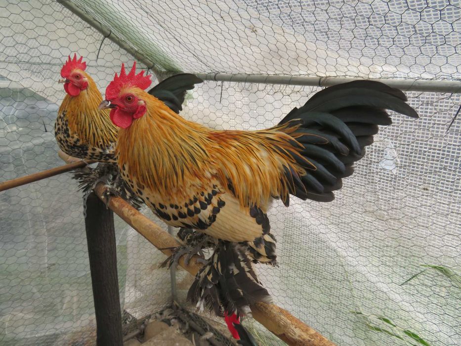 Mii de flori lemon (galben citrin portelan)