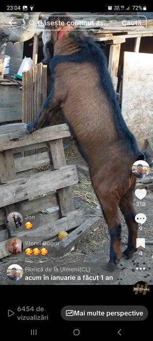 Vând tap metis anglonubian