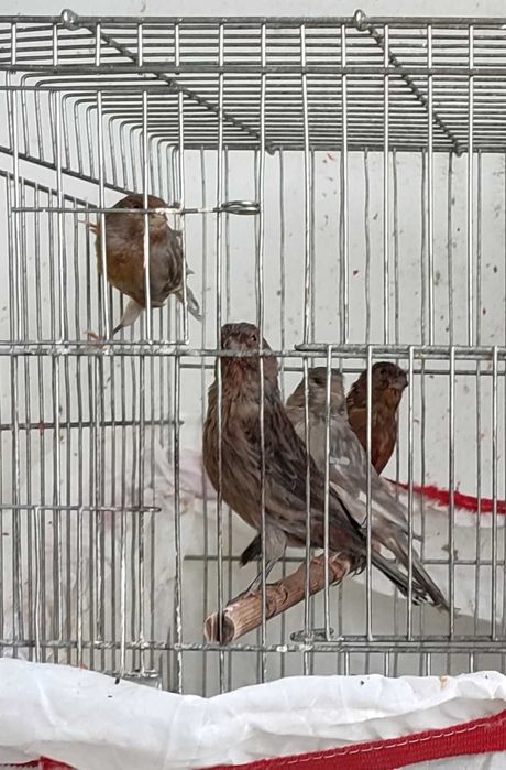 Последен женски и мъжки канари за Бургас