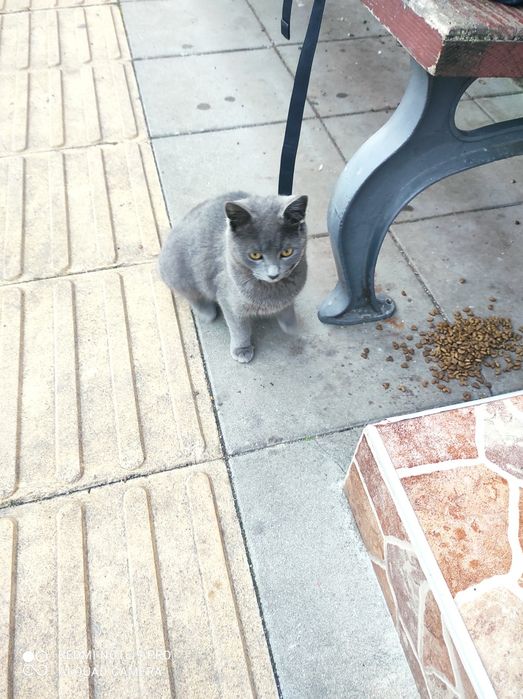 Сивушко търси дом на 6м е