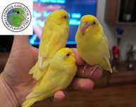 Papagal forpus coelestis
