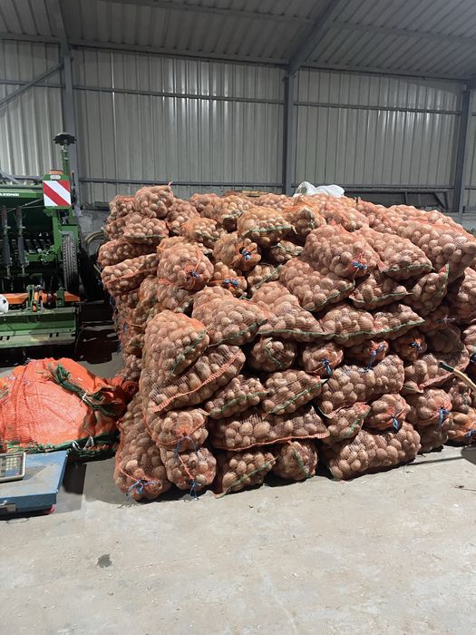 Cartofi consum,belarosa,captiva,arizona