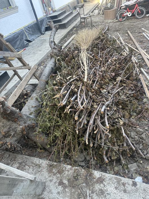 O’tin tekinga | ikkika gloss daraxti kesilgan