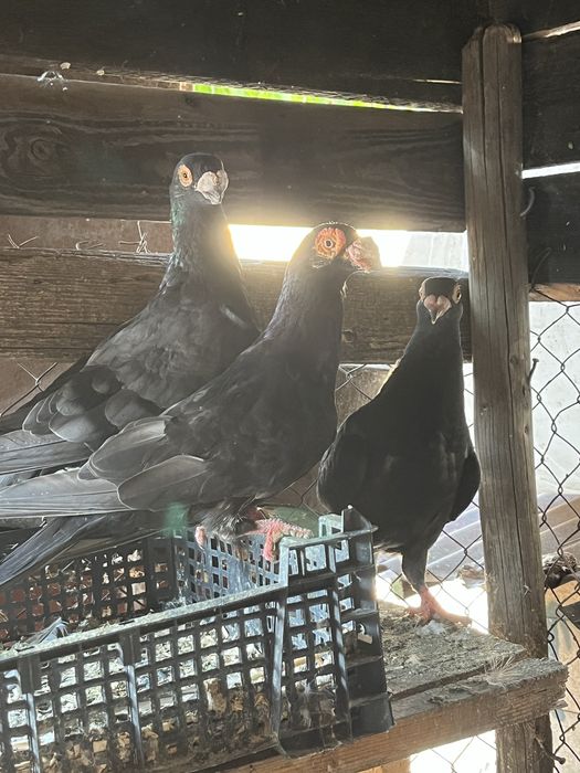 Vand porumbei voiajori belgieni