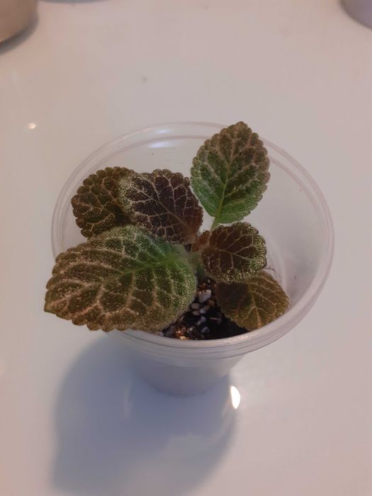 Продам эписции...