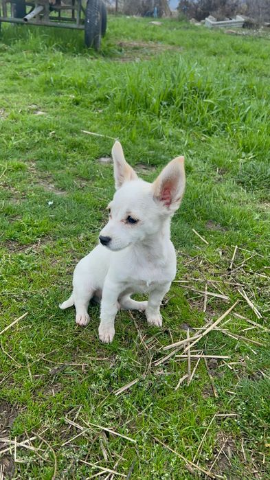 Продавам мъжко chichiua