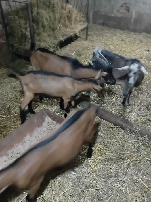 Iedițe și țap rasa alpină franceză