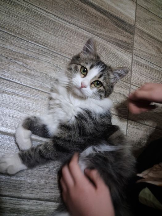 Отдаем в заботливые руки
