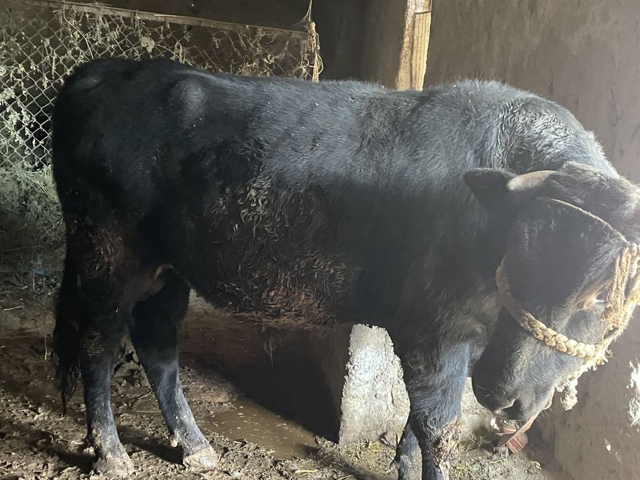 Boqilgan buqalar sotiladi Sroshna Pastdargomda