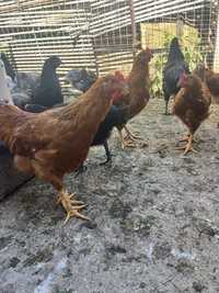 Cocosi tineri australorp si new hampshire