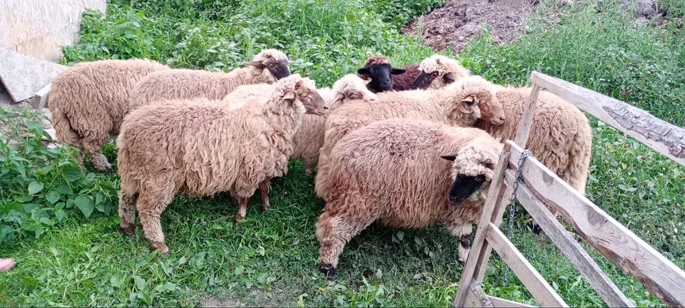 Disponibil 4 mielute și 4 berbecuți