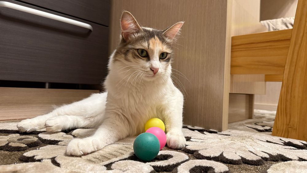 Кошка 1,5 года, стерилизованная, ласковая