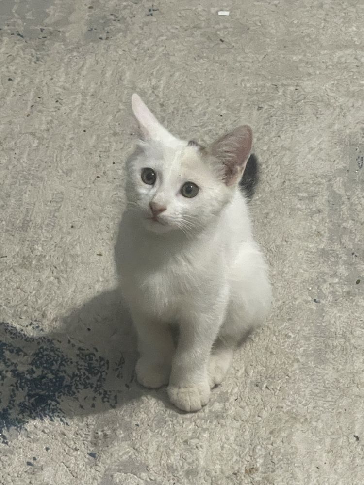 Mushuk hadyaga beriladi