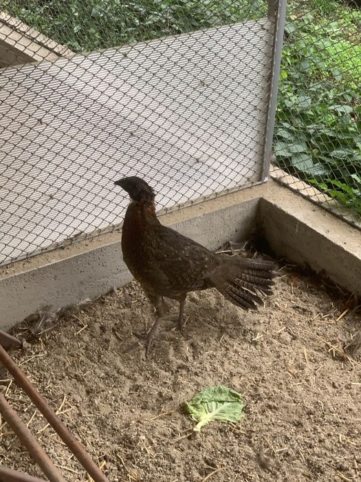 Schimb mascul fazan tragopan satyr 2025