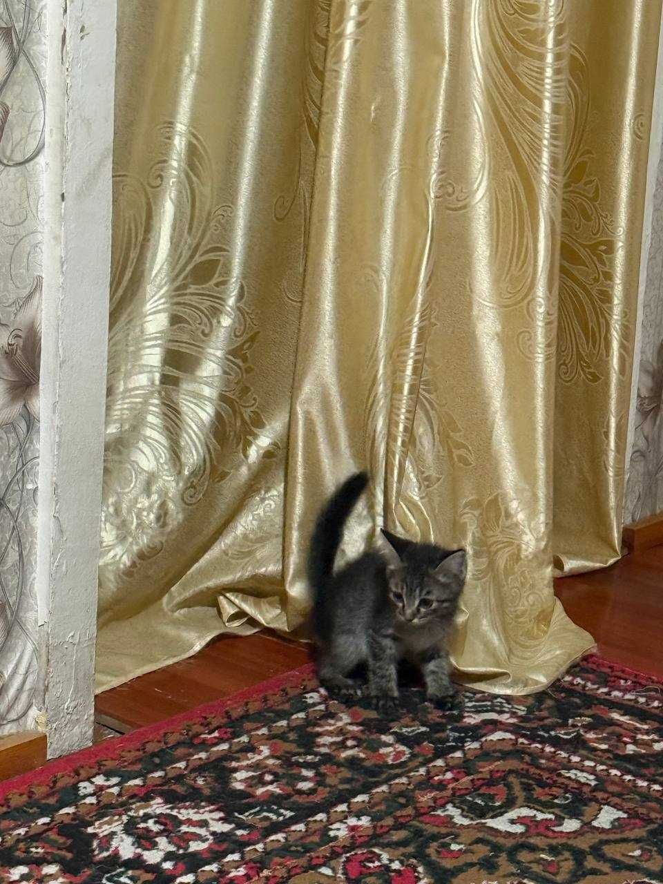 Отдам котят в хорошие руки