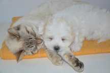 Veterinar Pet Sitter Ofer Cazare Pentru Caini Si Pisici