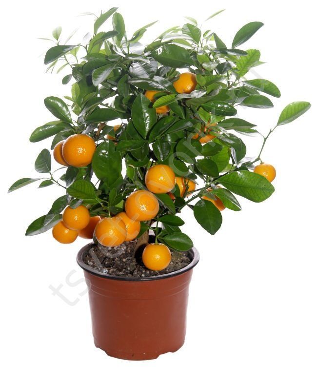 Limon , apelsin, mandarin