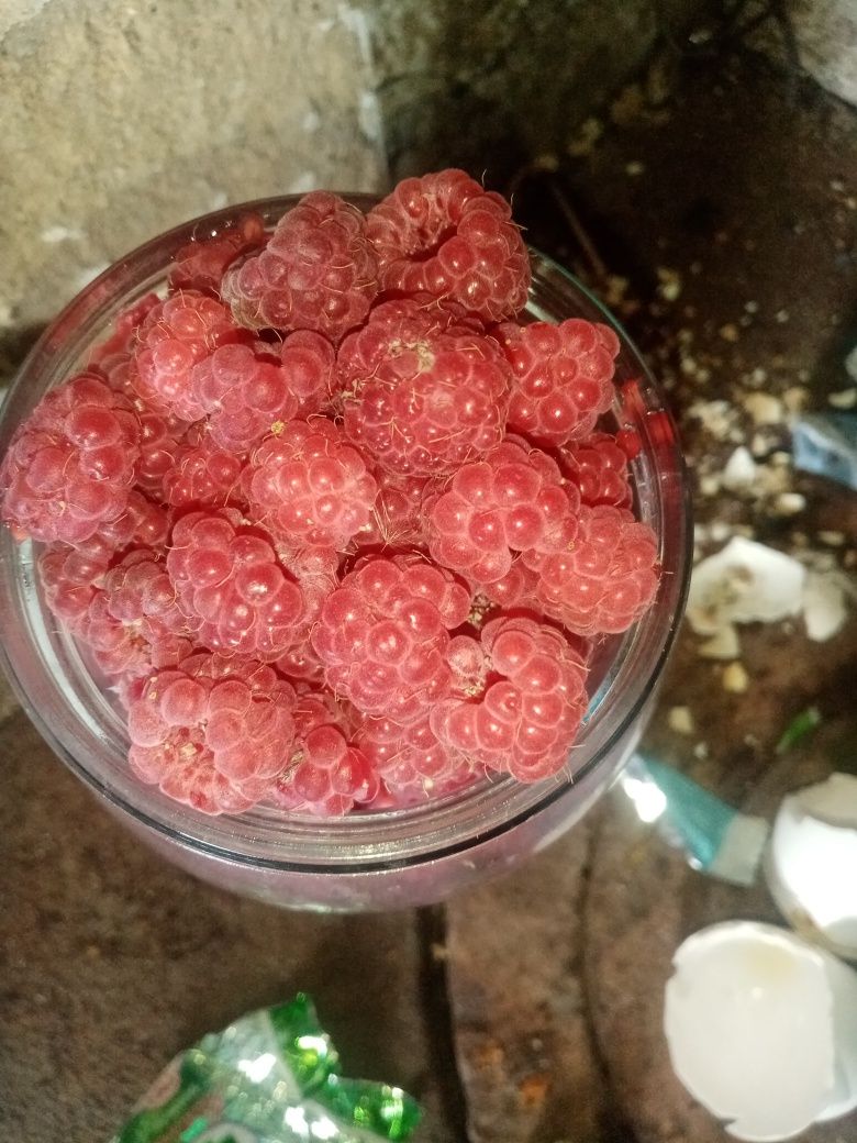 Продаю вишню дачну