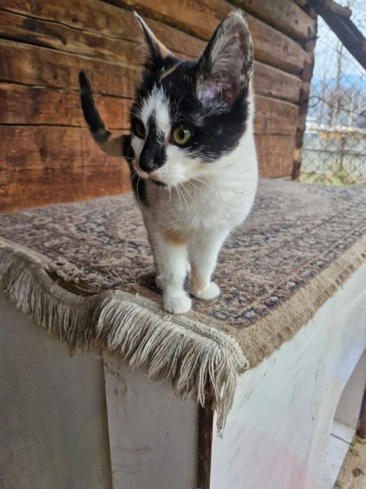 Donez pisici ,motani si pui  de 2-3 luni și mai mari de 1 an