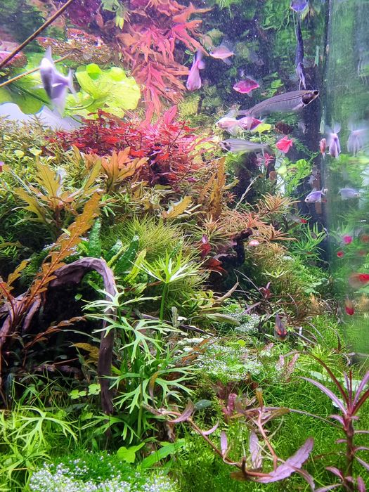 Plante Acvariu Colorate