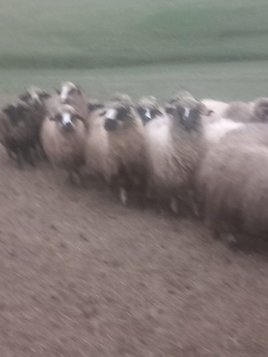 170berbecuti +oi reforme