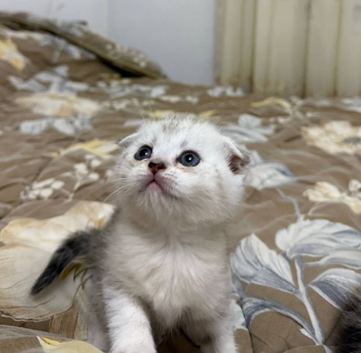 Скотиш фолд мальчик и девочка