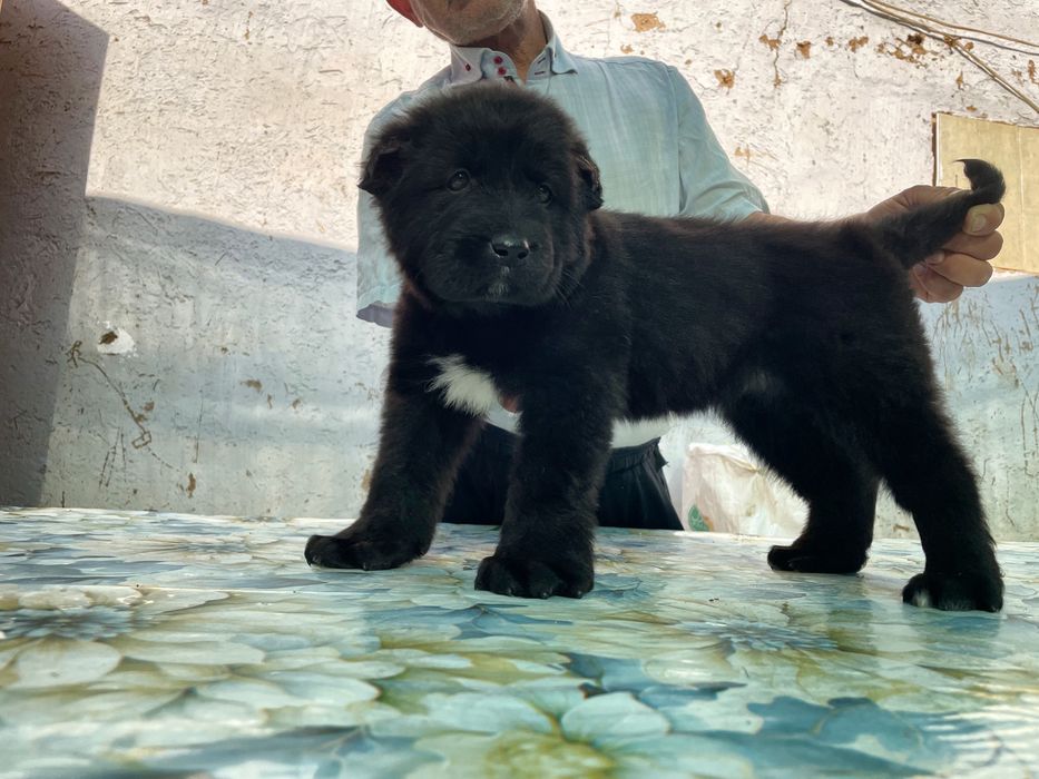 Щенок Алабая ( чистокровный )