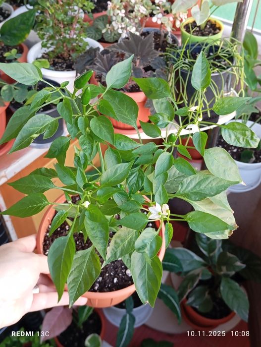 Продам цветы комнатные